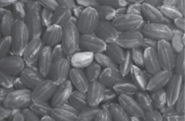 Imaging with LN-200CIR