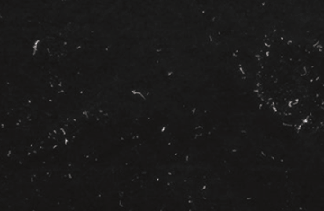 LNSP-300UV3-365-FNNR